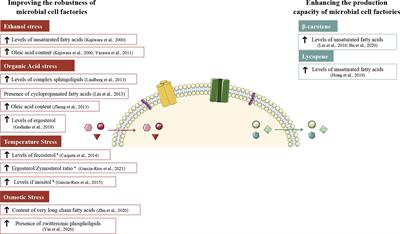 Frontiers | The Plasma Membrane at the Cornerstone Between